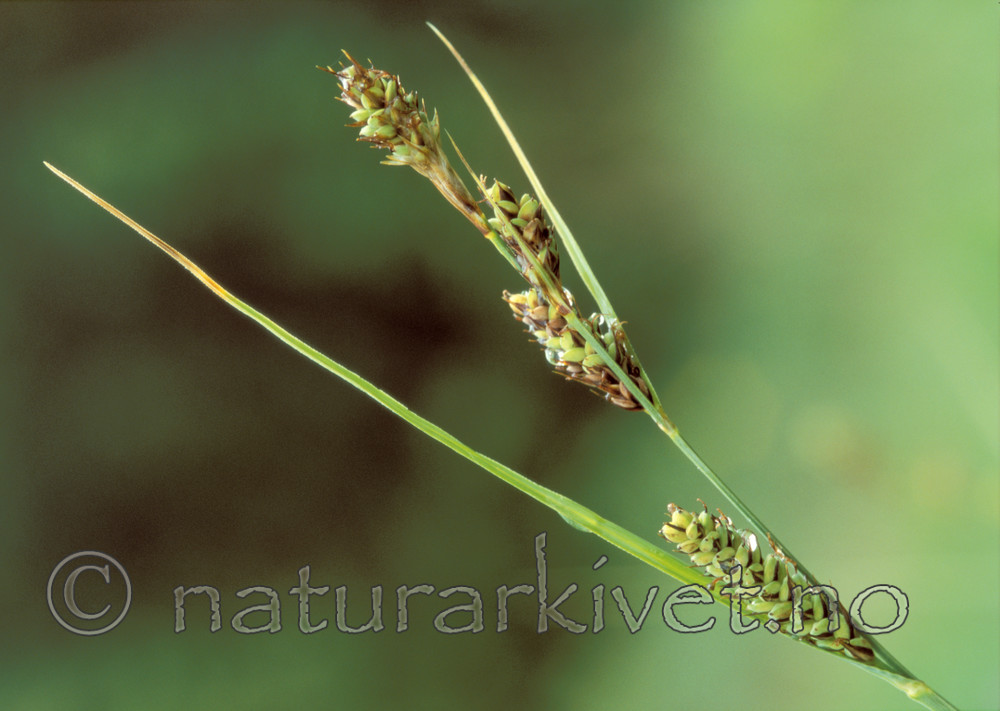 bb636 / Carex hartmanii / Hartmansstarr